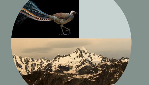 The songs of lyrebirds and singing to glaciers: research in progress