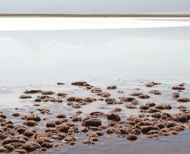 stromatolytes in a hypersaline lagoon