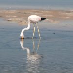 Chilean flamingo