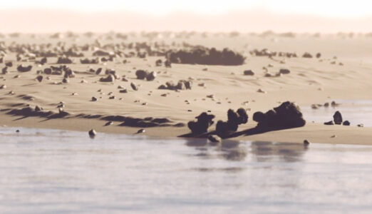 With veins of salt we rumble and roll