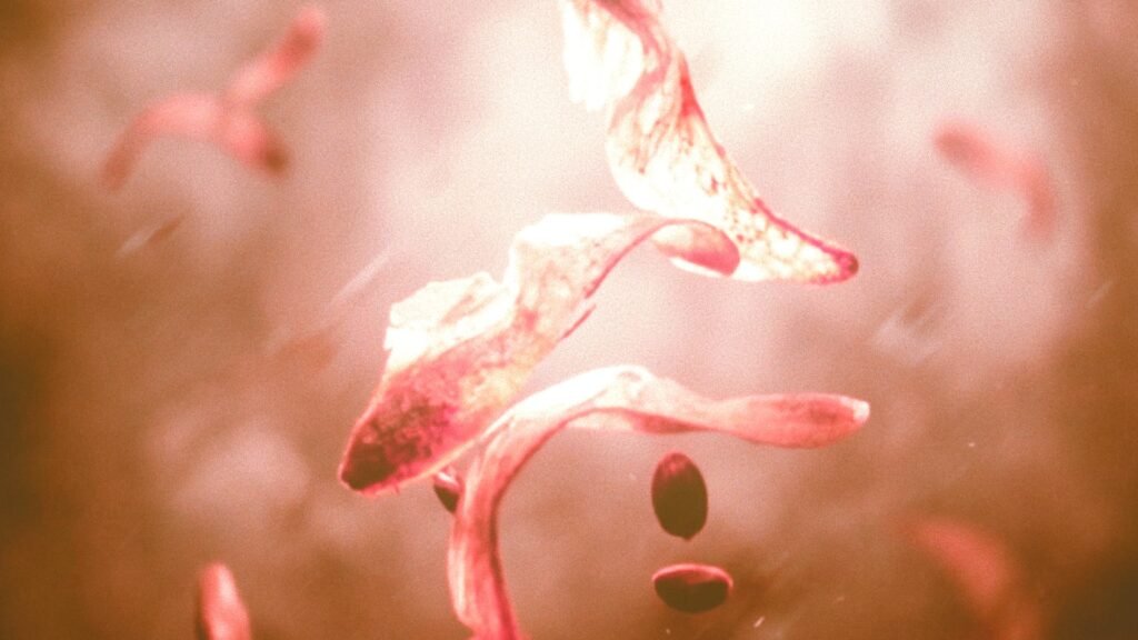 alepo pine seeds dream of fire